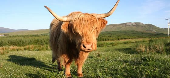 UK: Scotland - Highland Cow