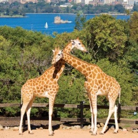 Sydney 2 Nights 4-Star