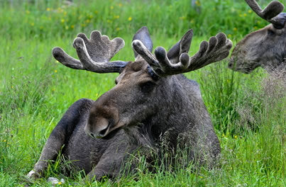 Alaskan Moose