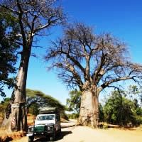 African Bush Camps 5 Days