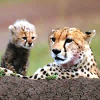 Serengeti by Air - Kirawira Serena Luxury Camp, 2 Nights