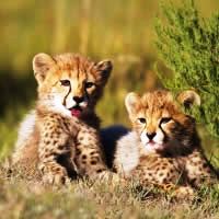 Chisomo Safari Camp, South Africa, 5 Days