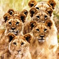 Johannesburg Big Five Pack, 2 Nights