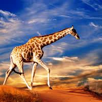 Sabi Sand Game Reserve 3 Nights + BONUS Cape Town 2 Nights