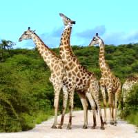 Nairobi to Zanzibar Adventure, 10 Days
