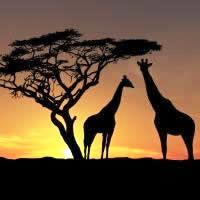 Wildlife and Wonders 14 Days