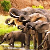 Botswana Wildlife, 15 Days