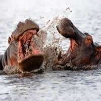 Kruger Park & Zululand Safari, 7 Days