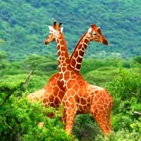 Highlights of East Africa 12 Days