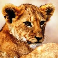 Elewana Air Safari 8 Days