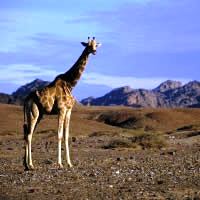 Etosha Safari 4 Days