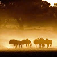 Etosha Safari 4 Days