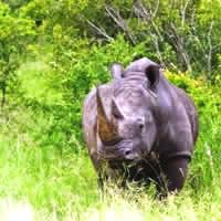 Zimbabwe Explorer Safari 13 Days