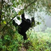 Classical Uganda Lodge Safari 10 Days