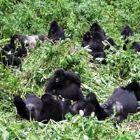 Vic Falls to Gorillas, 39 Days