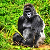 Gorillas, Chimps & Game Parks, 16 Days