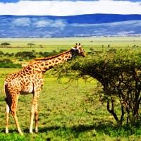 Safari Safari, 11 Days