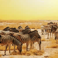Tanzania Adventure, 8 Days