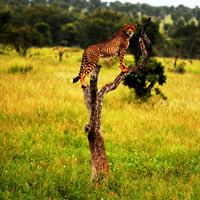 Sensational South Africa, 22 Days