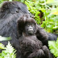 Gorillas, Game Parks & Beaches, 29 Days