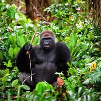 Gorillas to Vic Falls, 39 Days