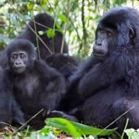 Kenya & Uganda Gorilla Adventure, 14 Days