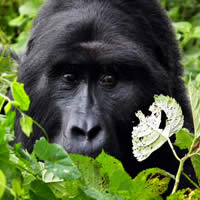 Gorillas, Chimps & Game Parks, 16 Days