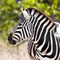 Highlights of East Africa 12 Days