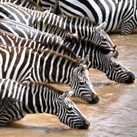 Kenya Highlights 8 Days