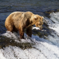 Alaskan Adventure 13 Days