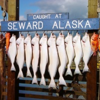 Visit the land of the midnight sun, Alaska