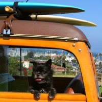 California Car Rental