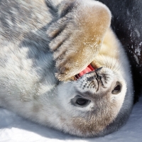 Antarctic Explorer 11 Days
