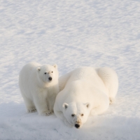 Canadian Arctic Experience, 6 Days