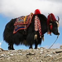Bhutan Adventure, 10 Days