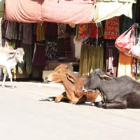 Delhi, Mumbai & Kuala Lumpur Triple Treat, Flights + 12 Nights Total - Departing Melbourne