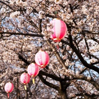Discover Japan 13 Days