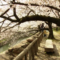 Discover Japan 11 Days