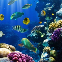 Maldives, W Retreat & Spa Flights + 5 Nights, 5-Star