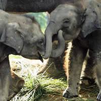 Annapurna & Chitwan, 12 Days
