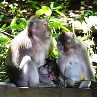Explore Monkey Forest