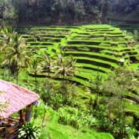 Bali White Water Rafting
