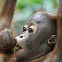 Borneo Encompassed, 19 Days