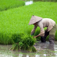 Take in the sights of Vietnam