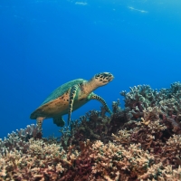 Whitsunday Islands, Great Barrier Reef Adventure