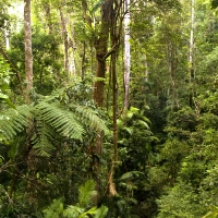 Cairns Bonus Night - Flights + 4 Nights - Departing Sydney