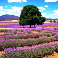 Tasmania 4 Nights, 4-Star