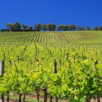 Yarra Valley 3 Nights, 4.5-Star - Departing Melbourne