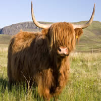 A Scottish Journey 7 Days