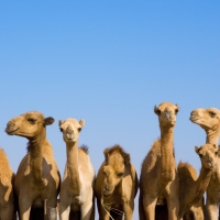 Middle East Highlights 17 Days